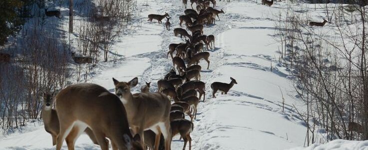 Deer in the park